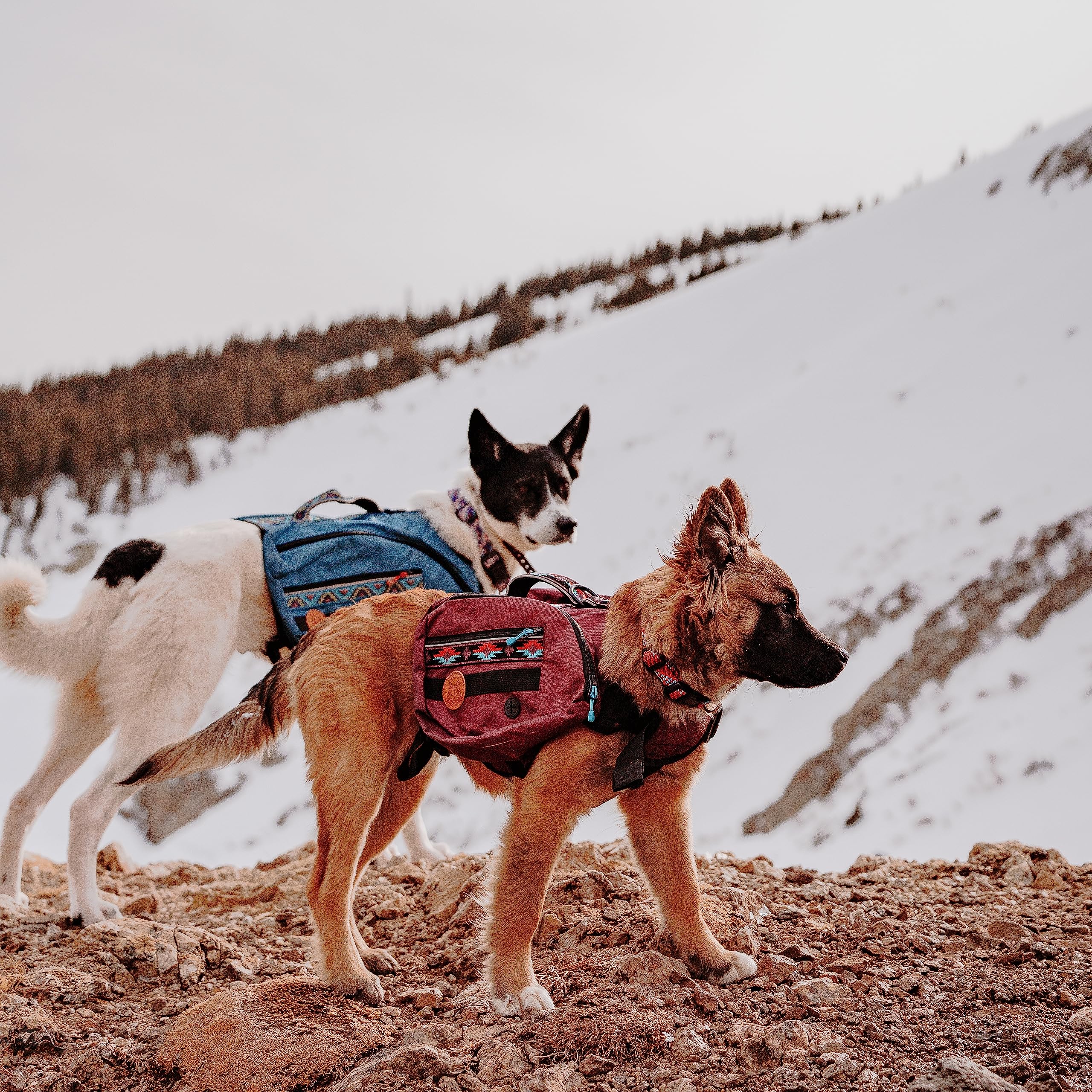 Velcro Wilderdog évitant les extrémités pendantes pendant la marche