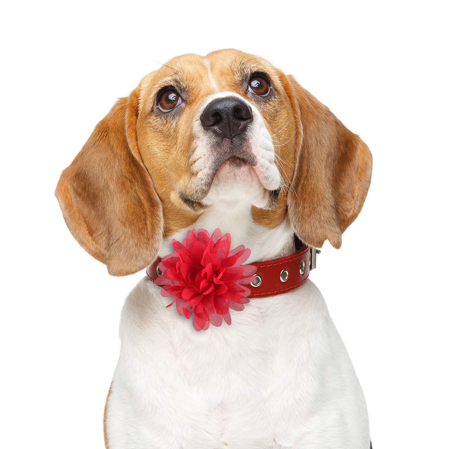Willbond deco-fleurs-peluches-chiens-4-pouces: touche festive attire l attention.