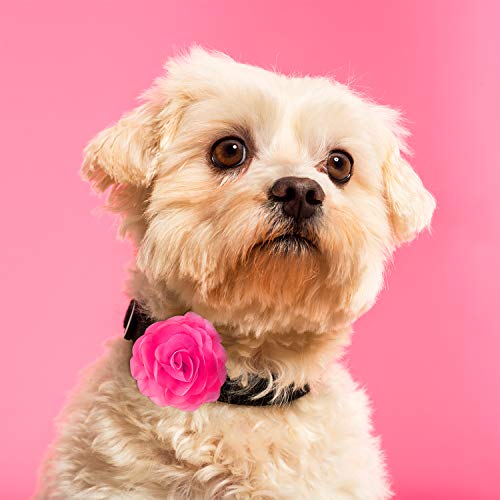 Willbond fleurs collier chien 8 cm – couleur assortie à votre tenue.