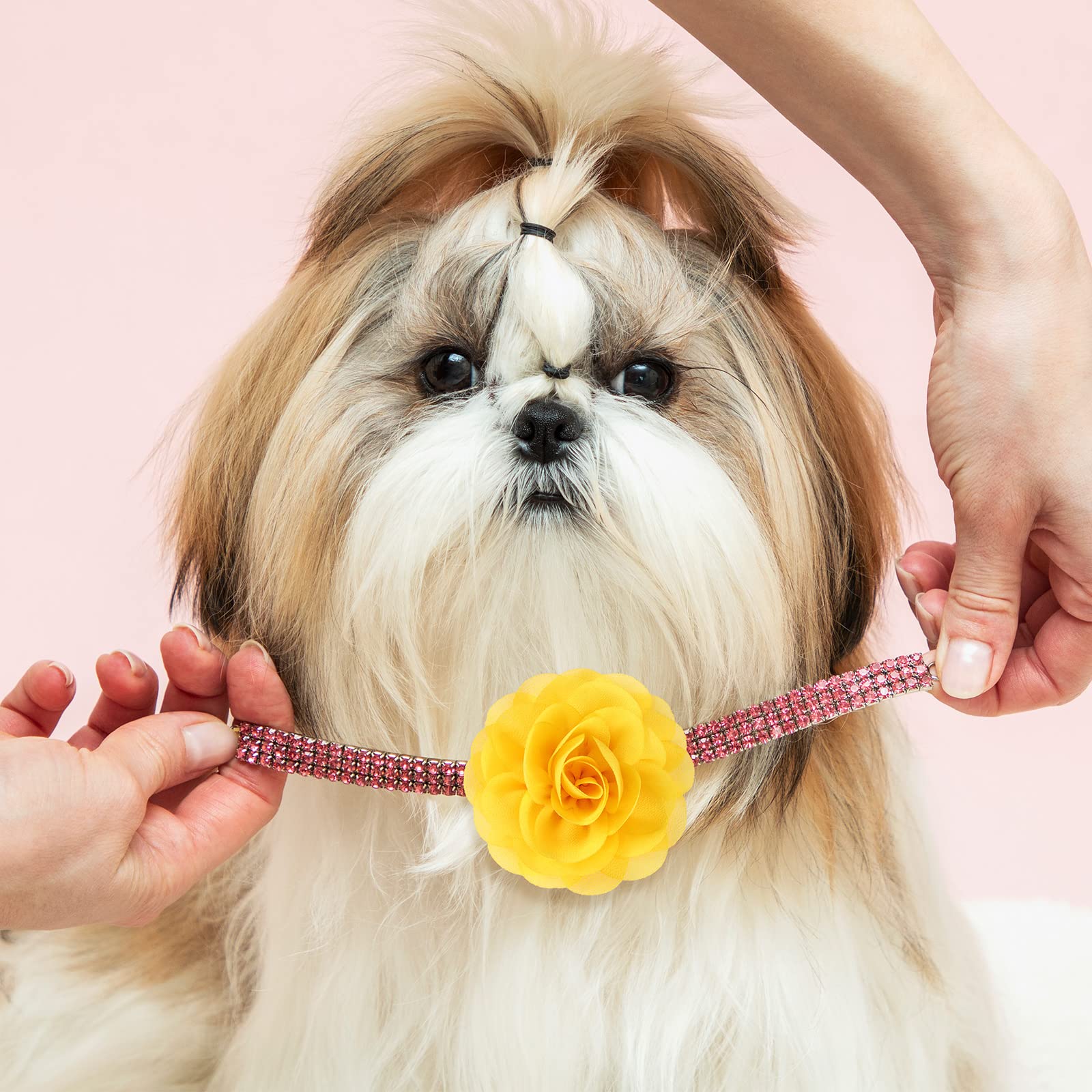 Willbond fleurs collier chien 8 cm – attache facile avec élastique.
