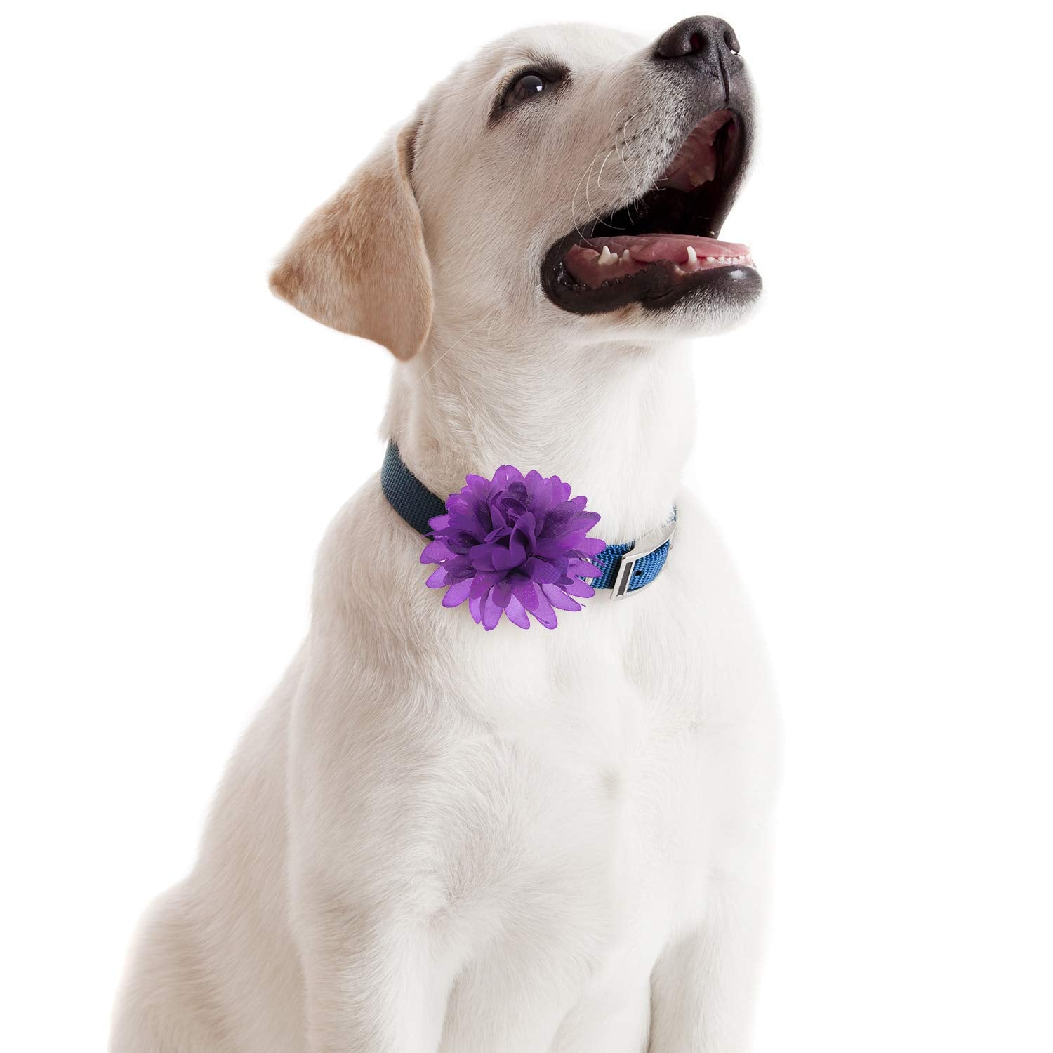 Willbond fleurs-collier-animaux-coloris, multicolore pour fêtes et photos.