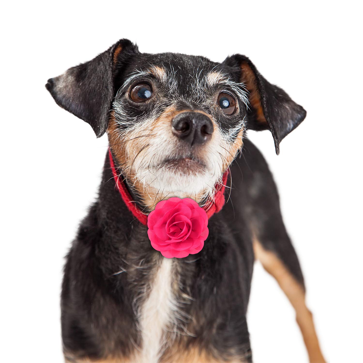 WillBond fleurs collier chat rouge, adorable et facile à fixer sur le collier.