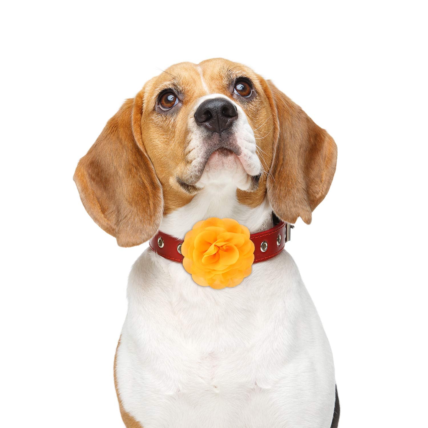 WillBond fleurs collier chien orange rose, look tendance pour événements spéciaux.