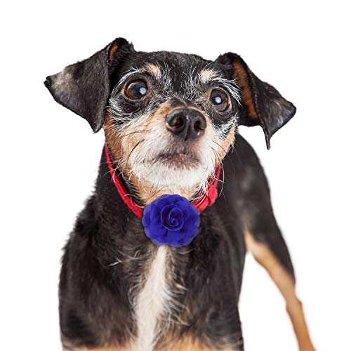 Willbond fleurs collier chat 8 cm – charme floral pour visites chez le toiletteur.