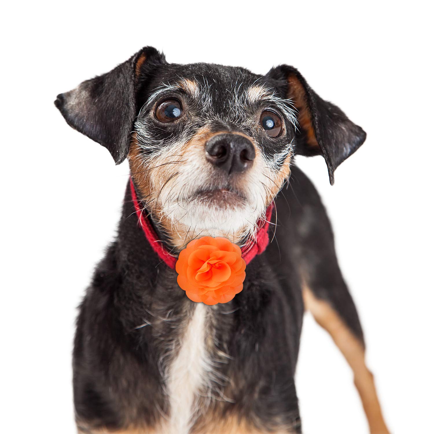 Fleurs WILLBOND pour collier de chien vert, touche naturelle et fraîche