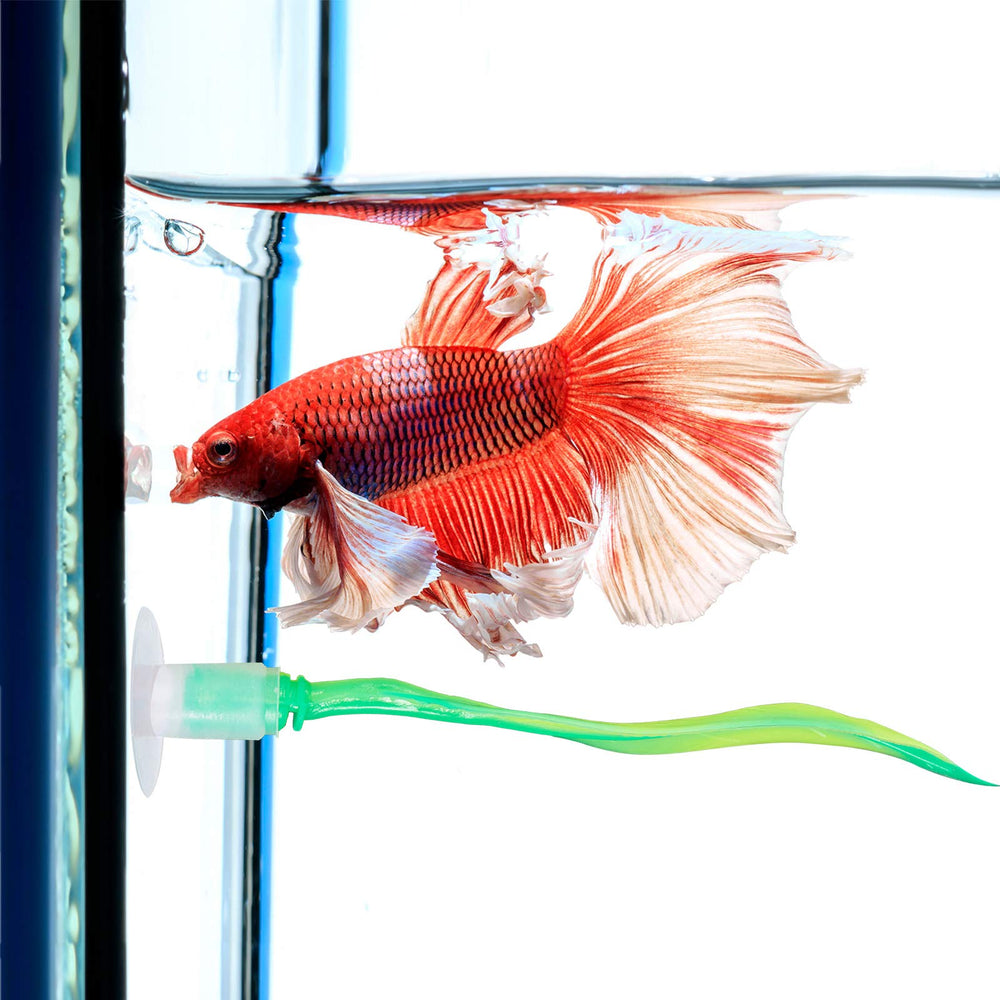 WILLBOND hamac-feuille-betta – décoration colorée et sûre pour l’aquarium.