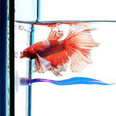 Coin de repos près de la surface pour betta avec WILLBOND.