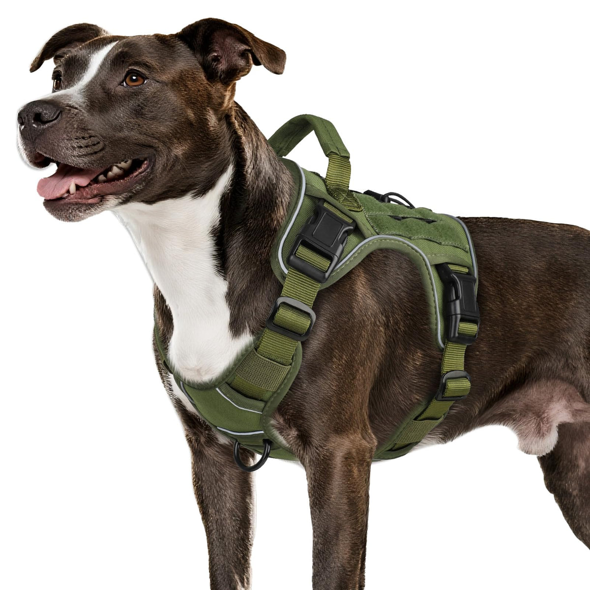 Harnais Wingoin tactique pour chien moyen, vue frontale, confort et sécurité lors des balades.