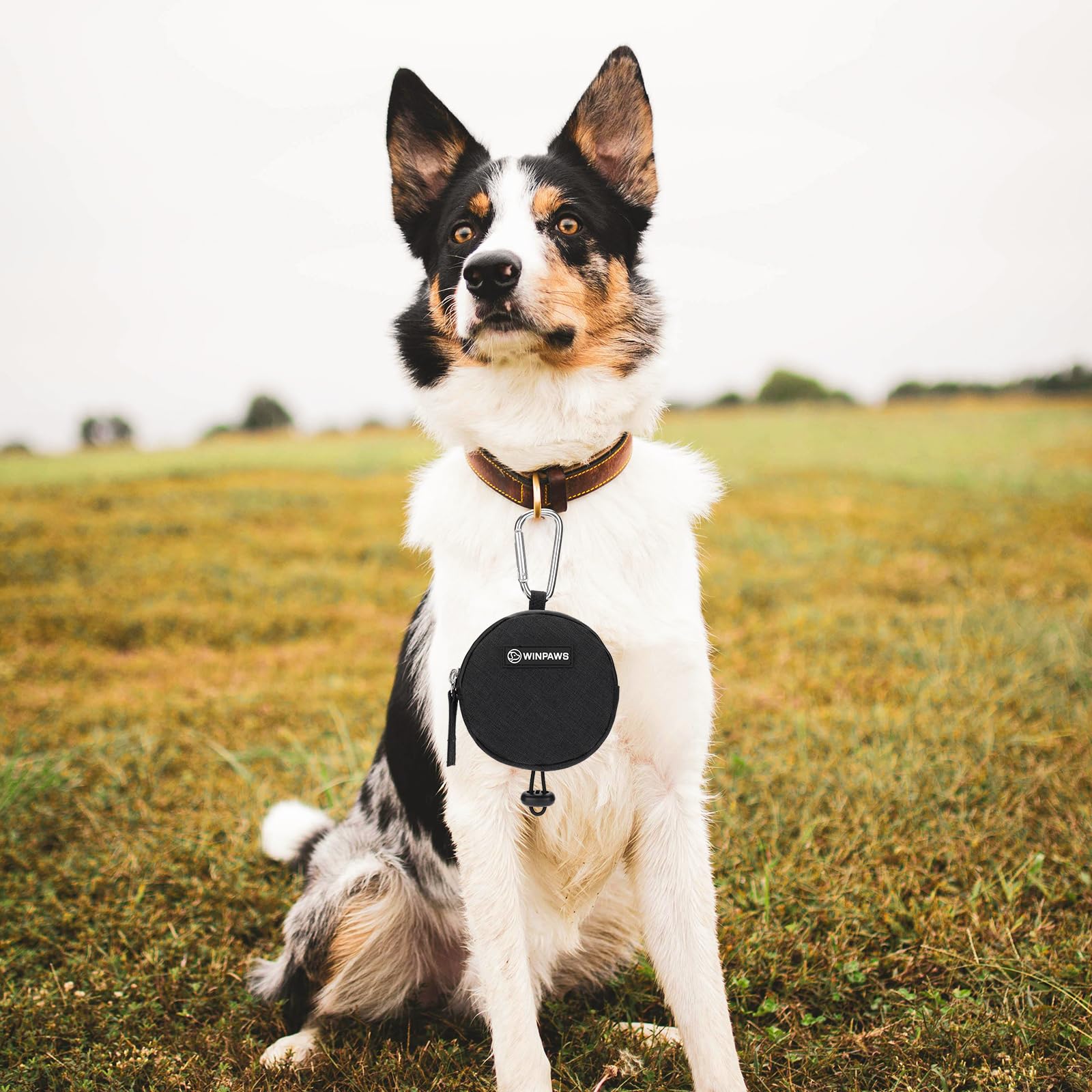 WINPAWS distributeur-sacs-poubelle: rouleau inclus pour un nettoyage rapide