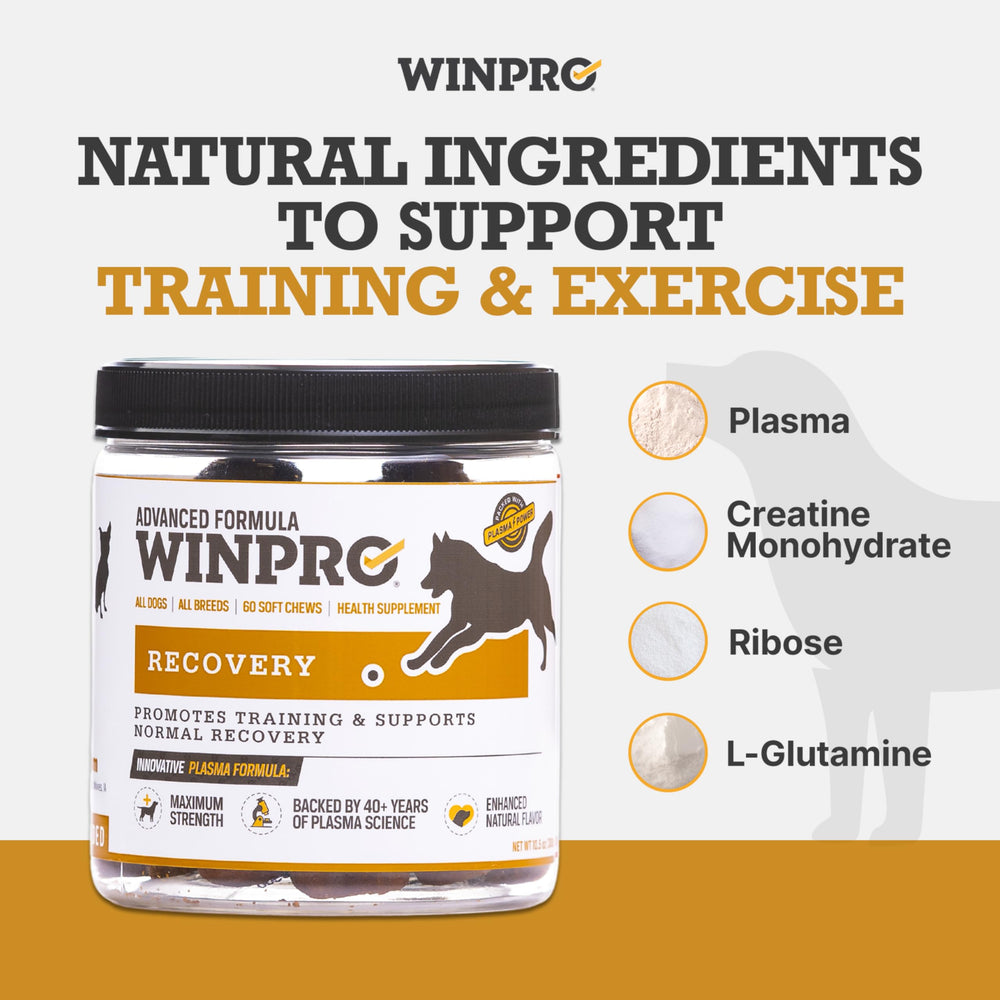 Ingrédients clés de WINPRO Recovery: glutamine, créatine et ribose pour le soutien.