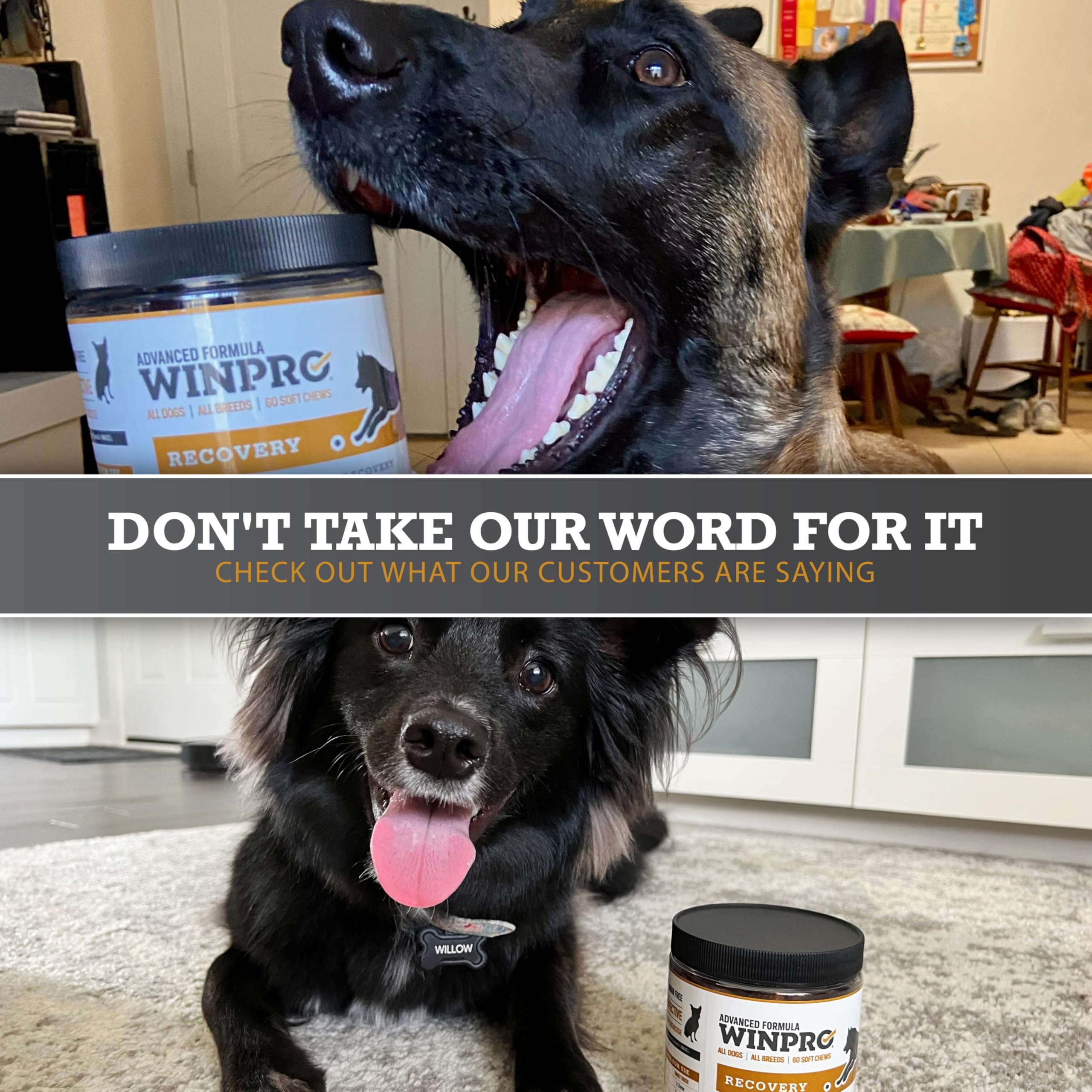 Friandise WINPRO adaptée à l’entraînement d’agilité et de sport canin.