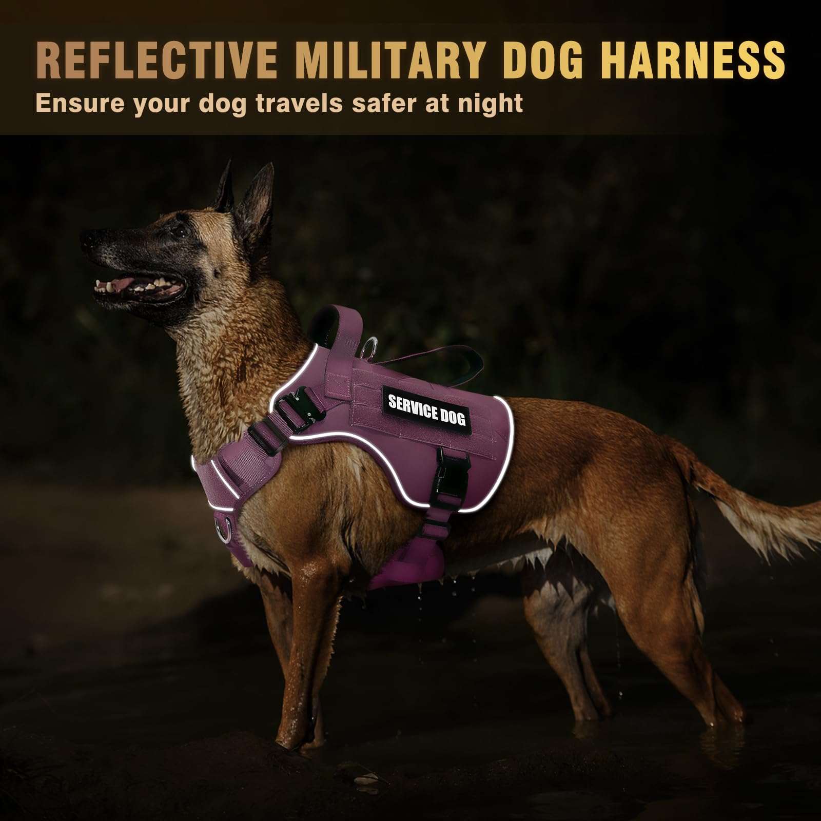 harnais winsee pour chien moyen avec boucles métalliques, sécurité renforcée lors des exercices.