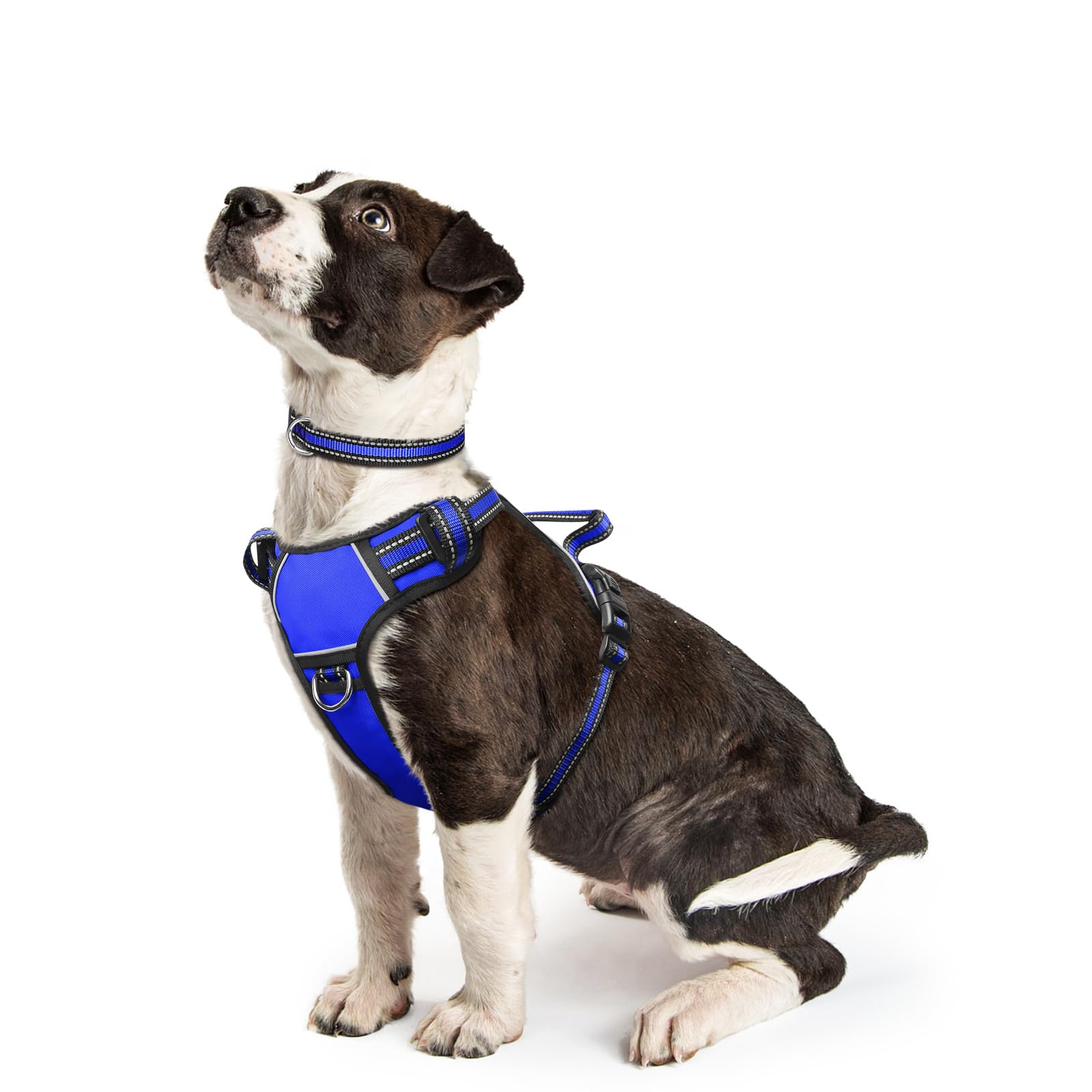 WINSEE harnais chien sans tirage pour un contrôle amélioré lors des promenades.