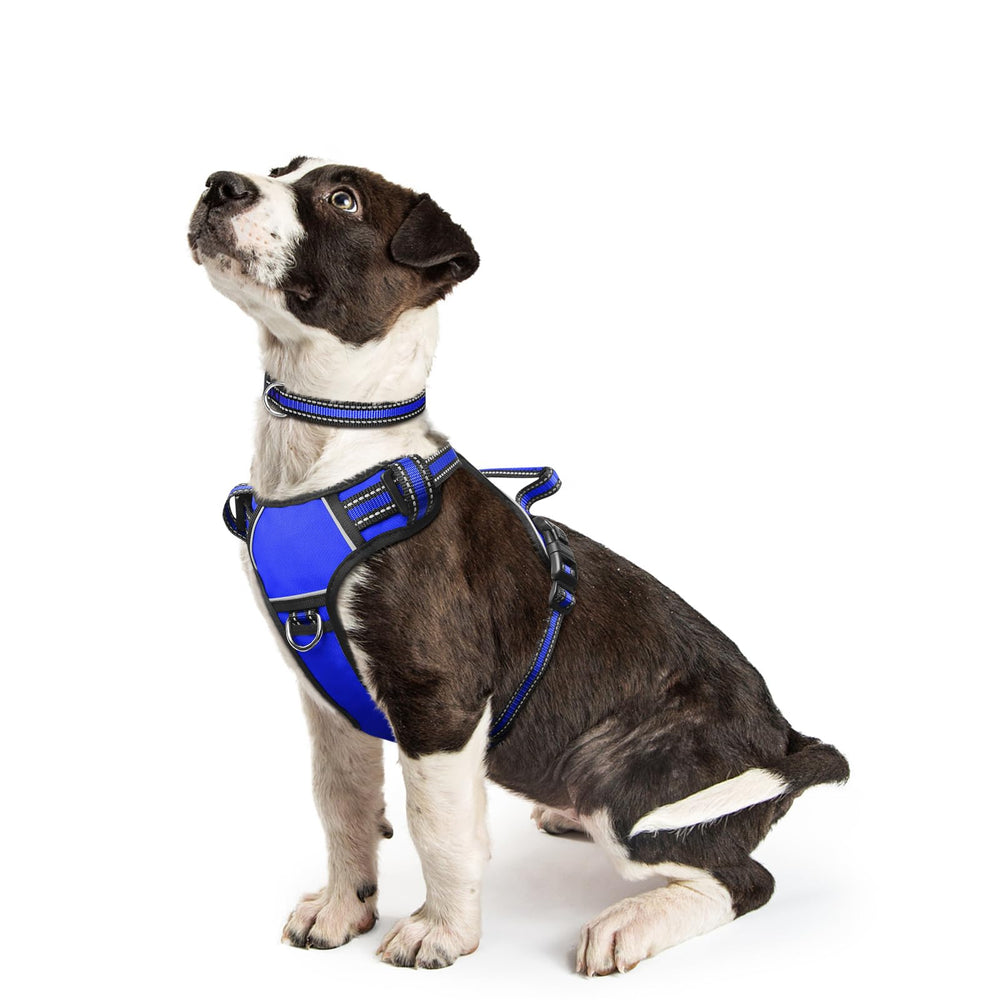 WINSEE harnais chien sans tirage pour un contrôle amélioré lors des promenades.