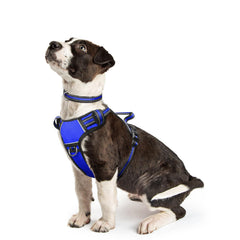 WINSEE harnais chien sans tirage pour un contrôle amélioré lors des promenades.