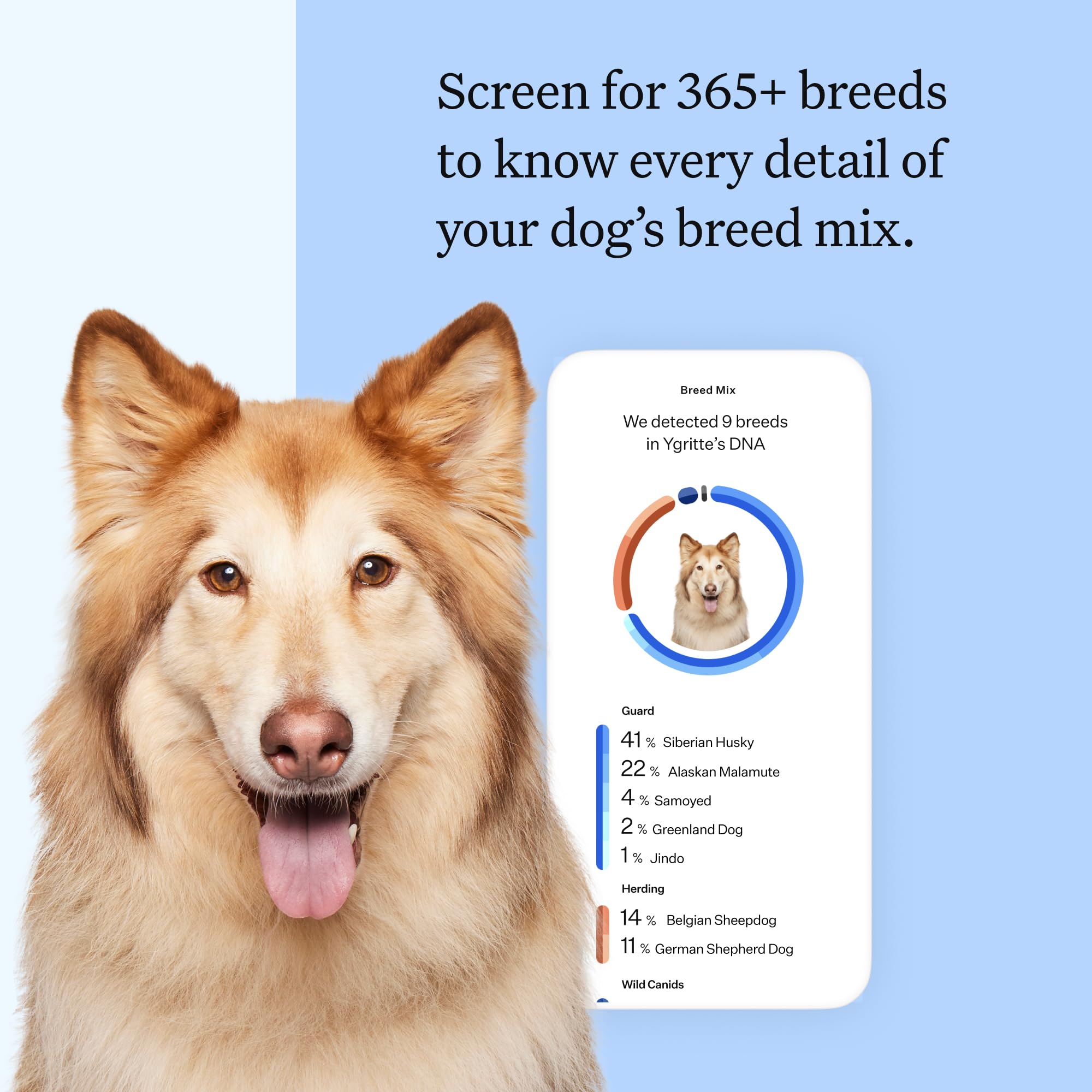 Wisdom Panel: écouvillon stérile pour prélever l ADN de votre chien
