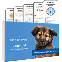 Wisdom Panel Essential : le kit ADN chien, prêt à l'emploi et facile à utiliser.