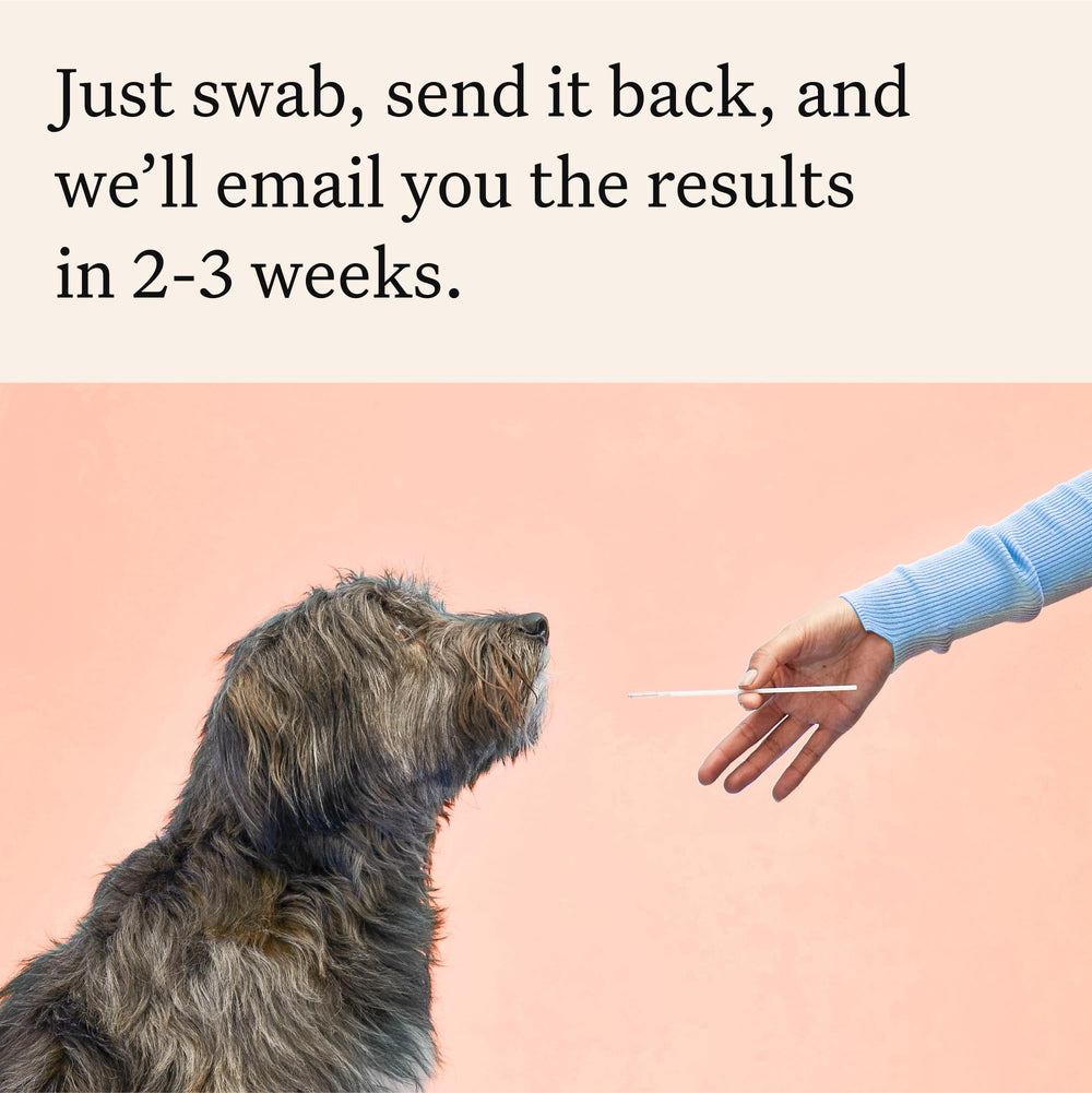 Wisdom Panel Premium Base Donnees Chiens — accès à une grande base de données canine