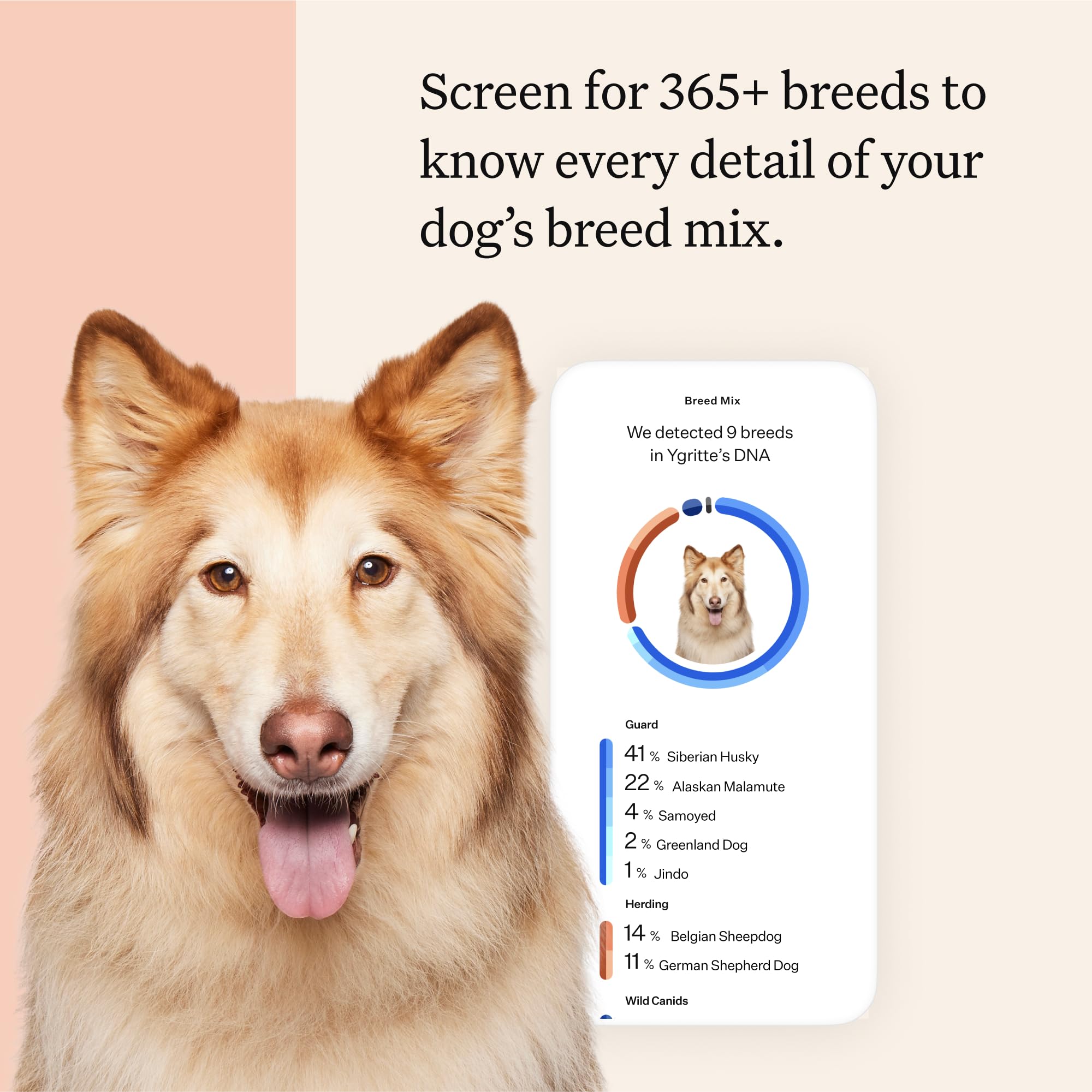 Wisdom Panel Premium Rapport ADN Chien — rapport détaillé sur les races et l héritage