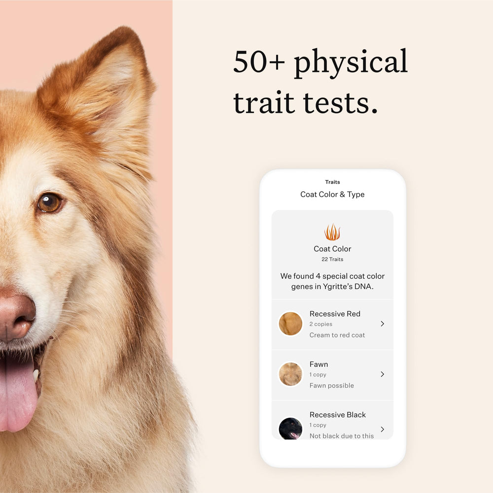 Wisdom Panel Premium Relatives ADN Chien — identification de proches et comparaison de résultats