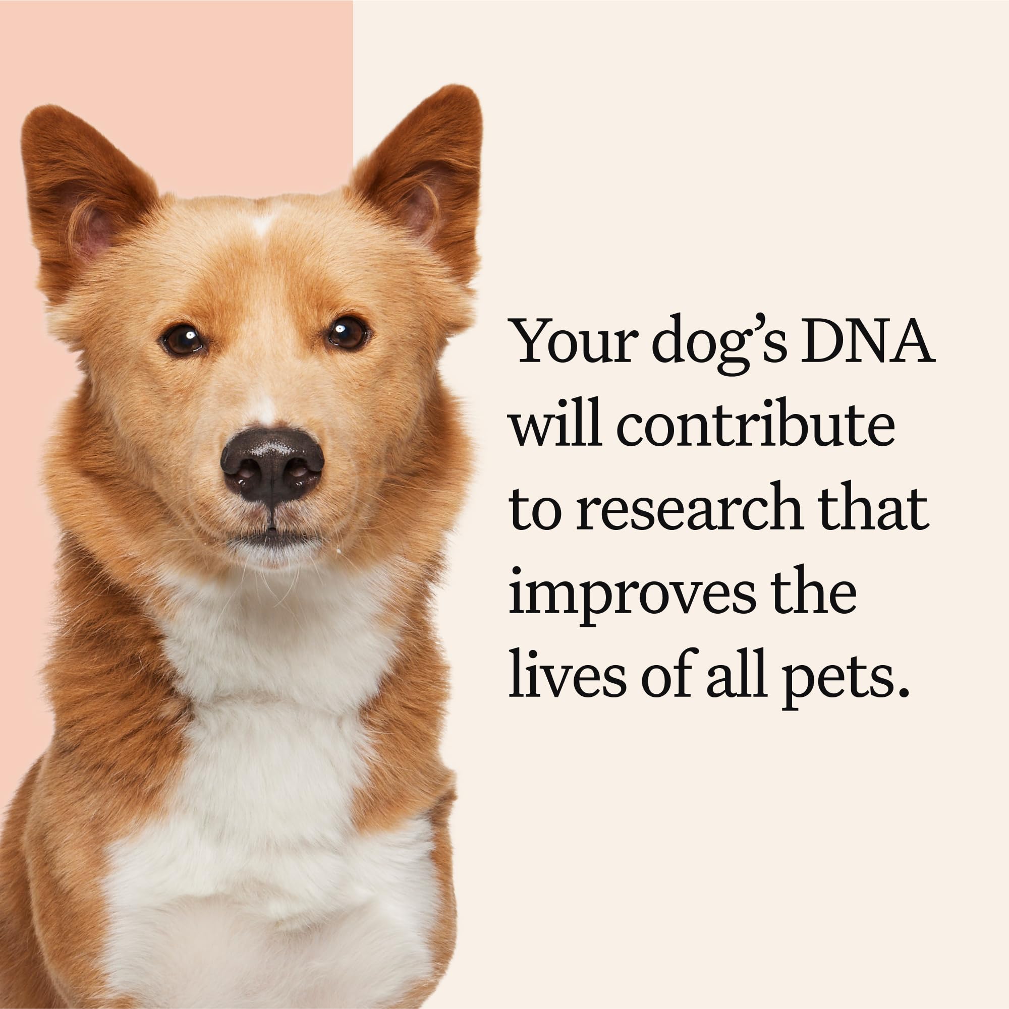 Wisdom Panel Premium Visualisation Resultats Ecran — consultation facile des résultats sur écran