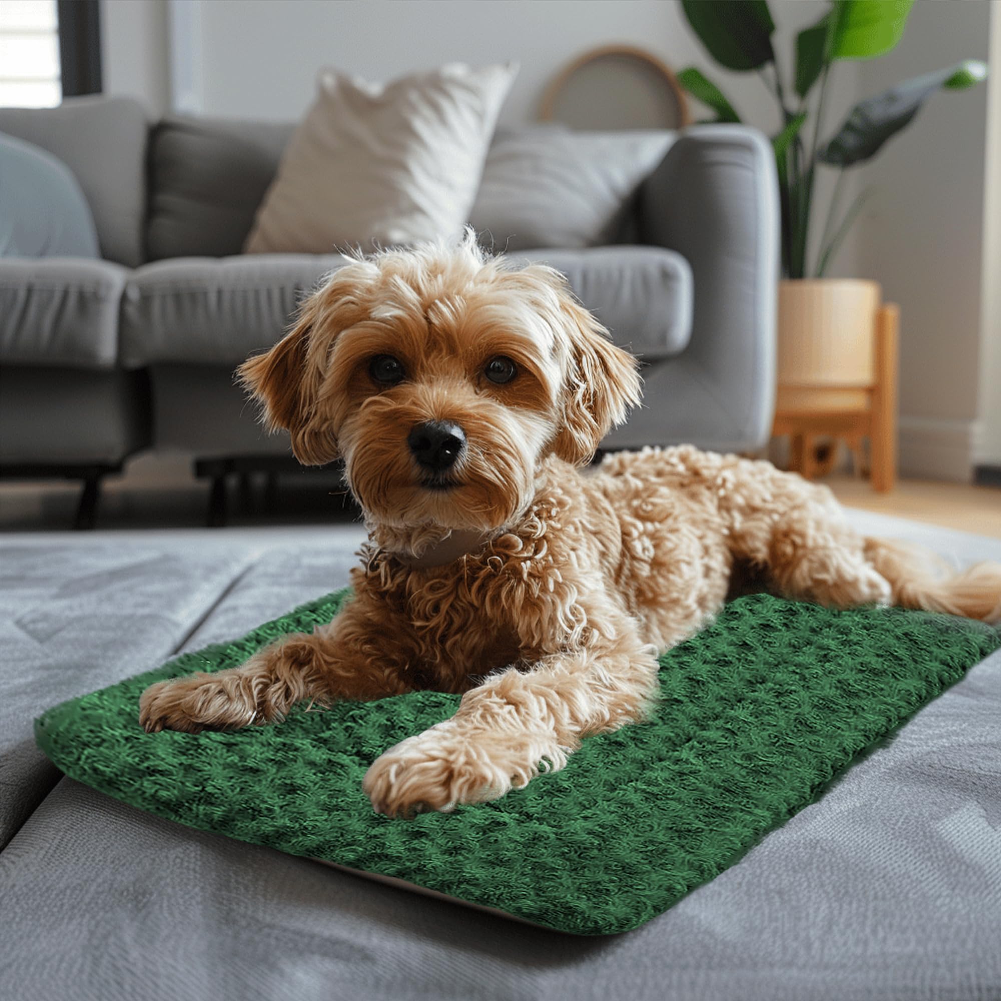 Utilisation polyvalente Wittop intérieur et extérieur pour chien vert.