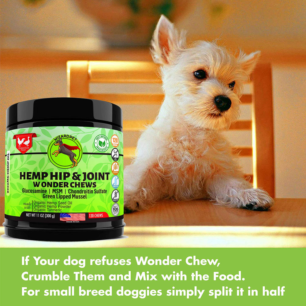 Chien actif en mouvement grâce au complément WizardPet.
