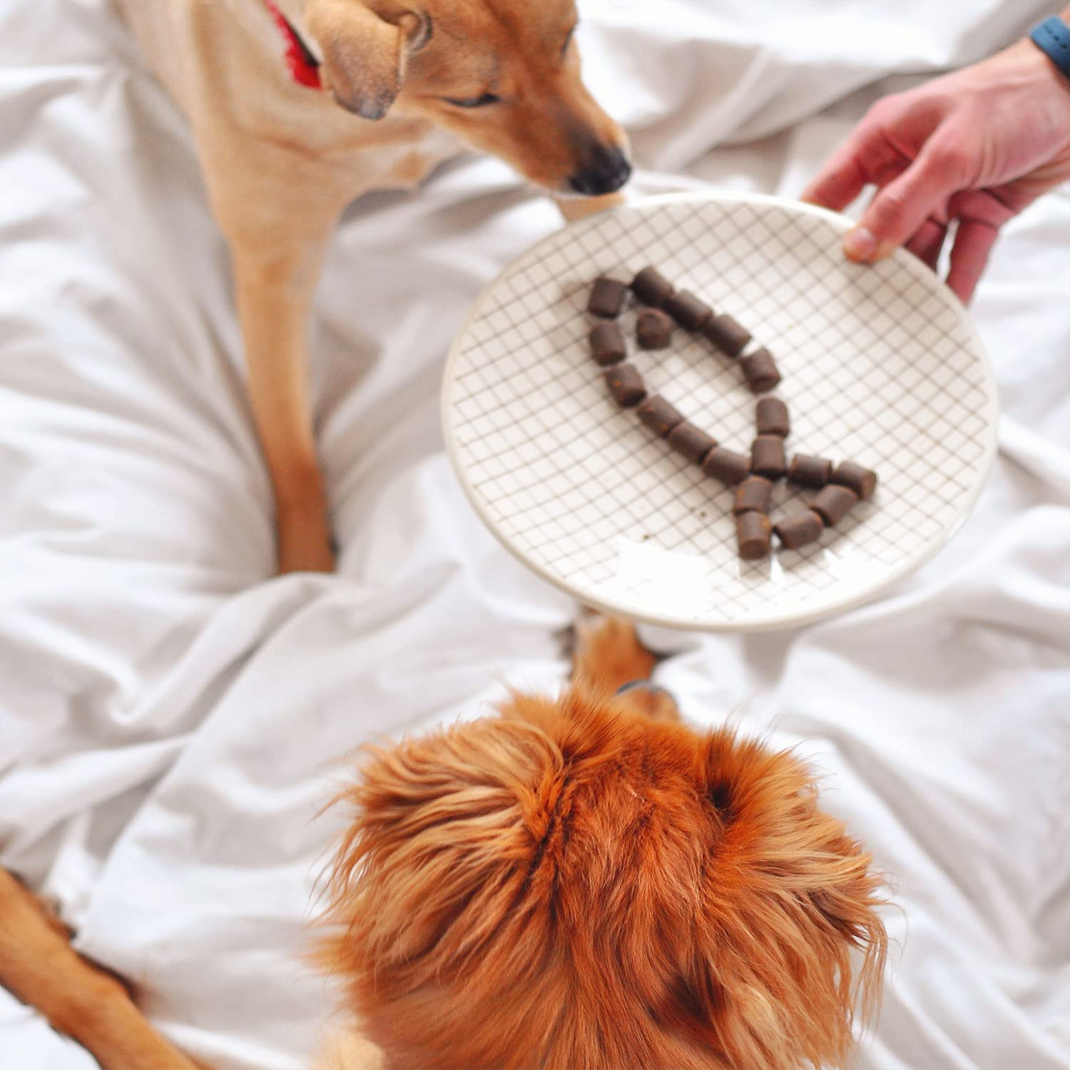 WizardPet sans gluten et sans céréales — formulation adaptée pour chiens.