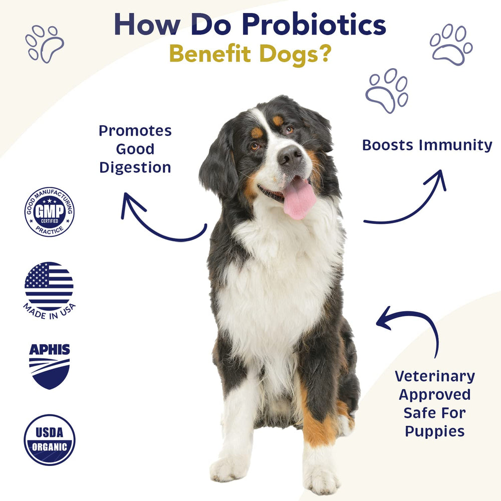 Amélioration de l’absorption des nutriments avec les probiotiques WNz Health.