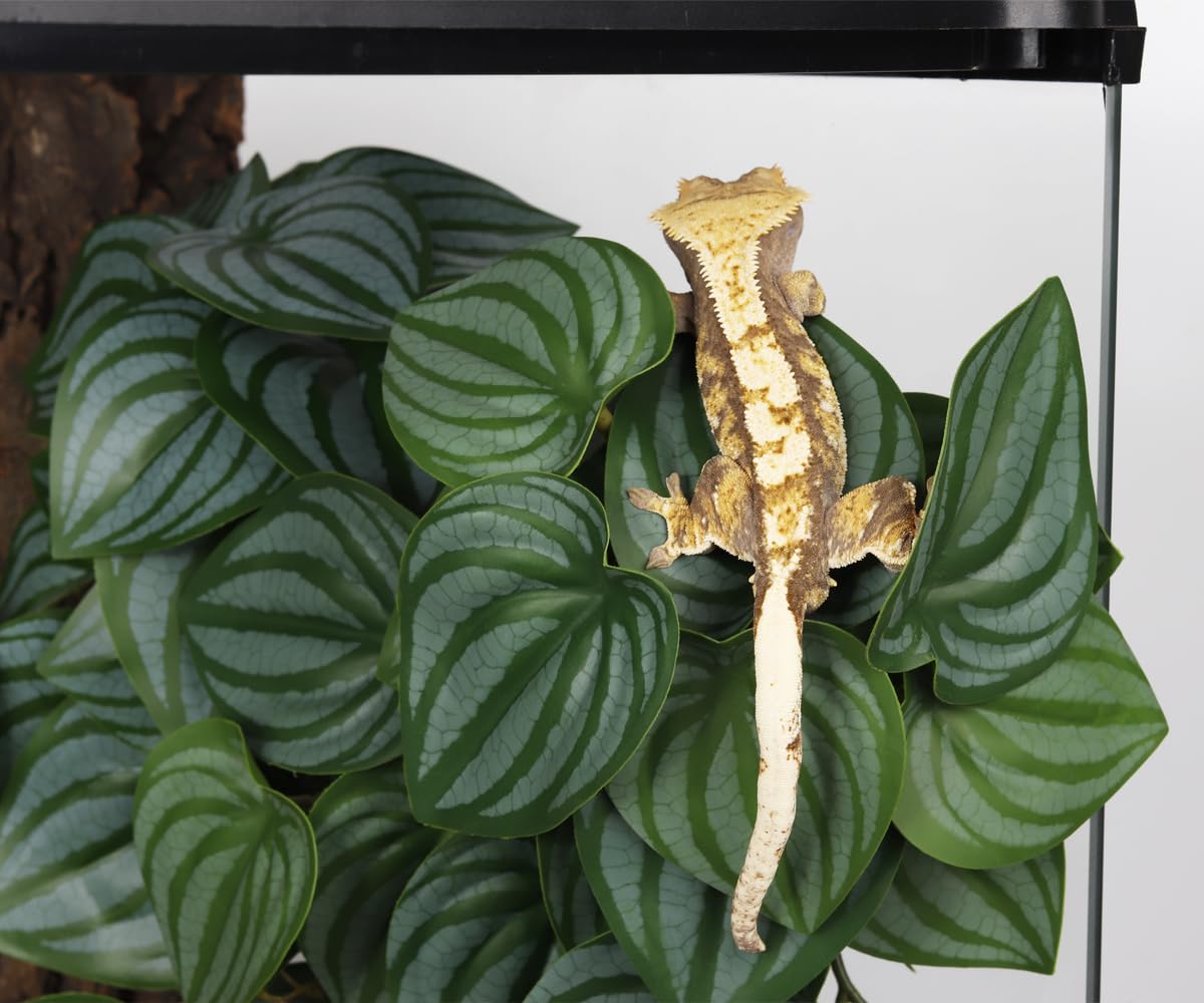 WOLEDOE décor terrarium rapide à installer, favorise l'habitat sûr et relaxant.
