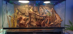 WOLEDOE Plante artificielle reptile gecko, cadre désertique réaliste sans arrosage.