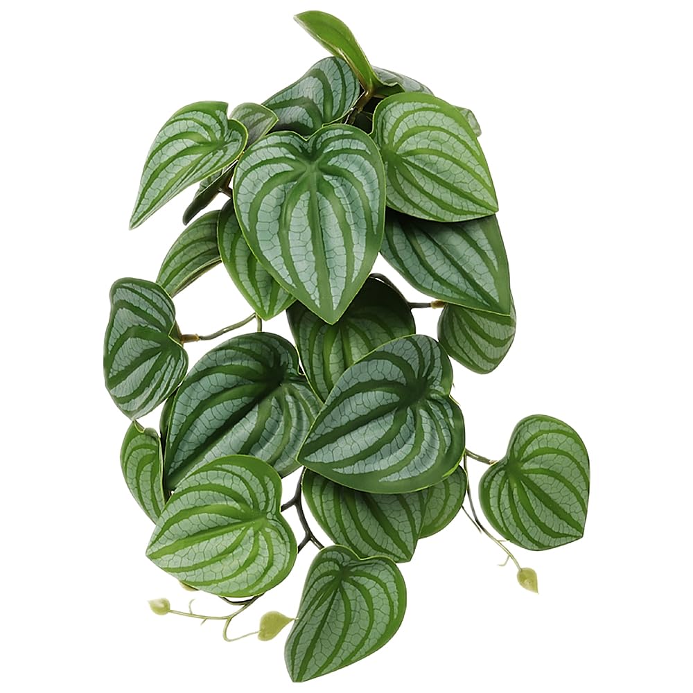 WOLEDOE plante suspendue Calathea Orbifolia pour terrarium, apportant couleur naturelle et installation simple.