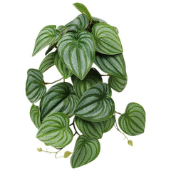 WOLEDOE plante suspendue Calathea Orbifolia pour terrarium, apportant couleur naturelle et installation simple.