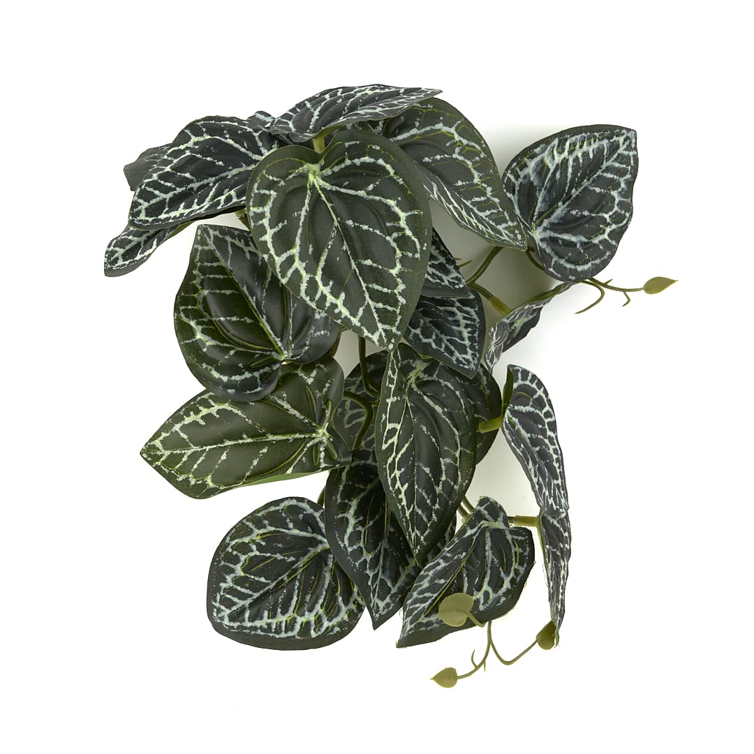 WOLEDOE plante suspendue Anthurium Crystallinum pour terrarium, décor naturel et sûr.