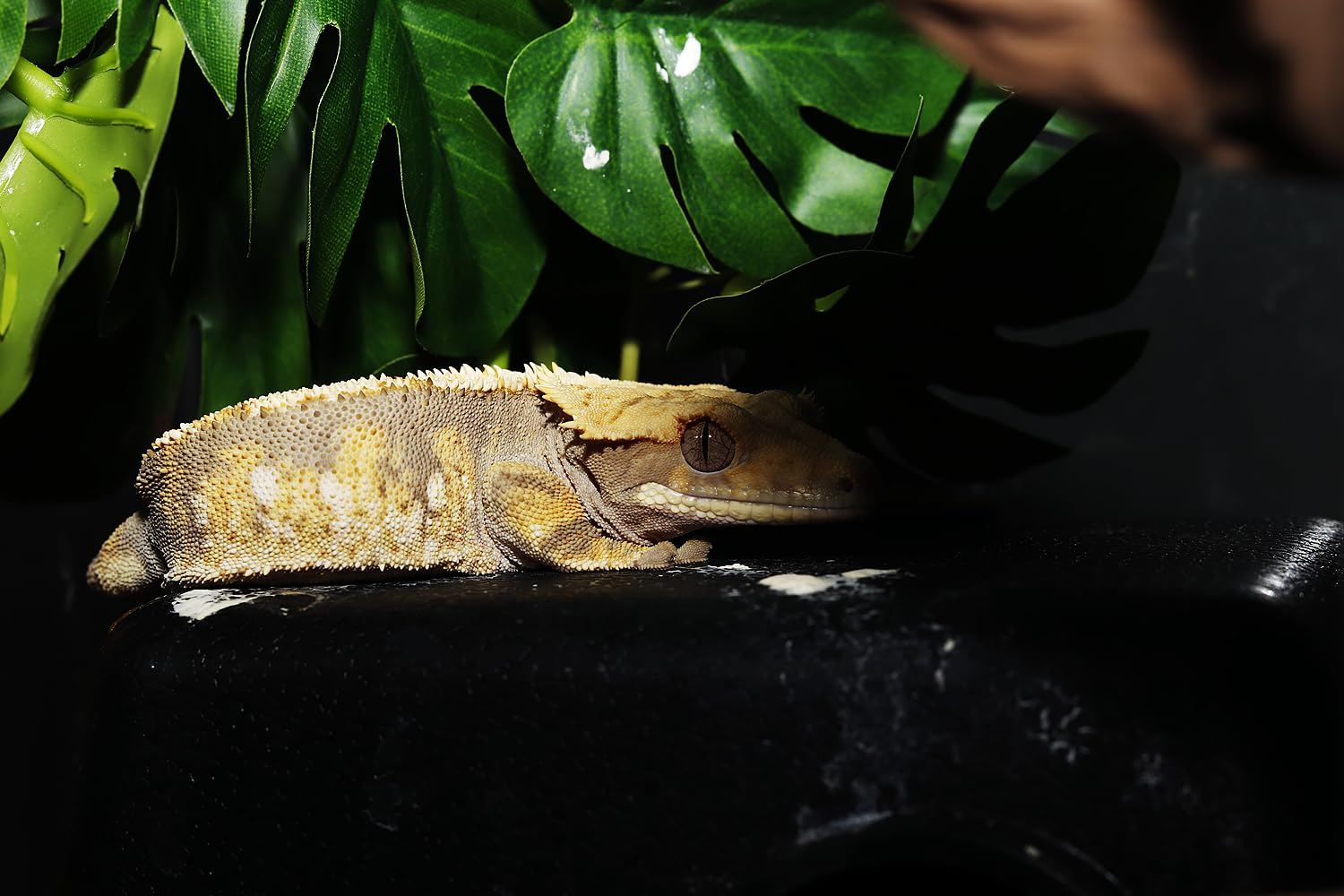 WOLEDOE Monstera artificielle pendante, décor attrayant pour habitat reptile