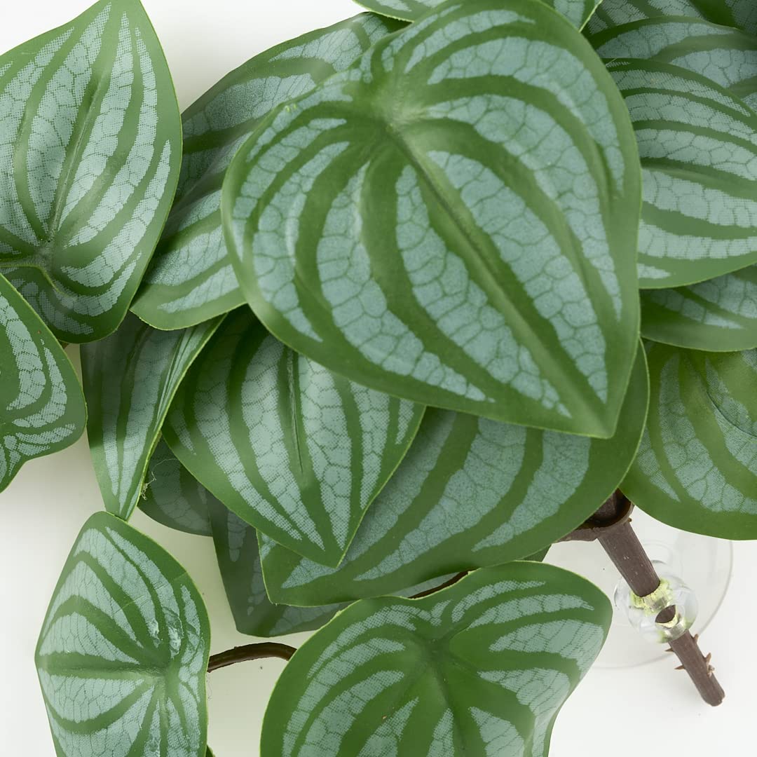 WOLEDOE ventouse d'attache pour terrarium assure fixation robuste et flexible.