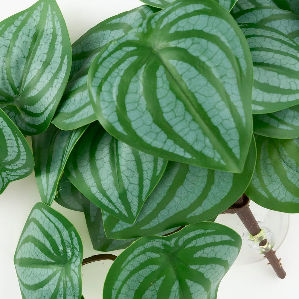 WOLEDOE ventouse d'attache pour terrarium assure fixation robuste et flexible.