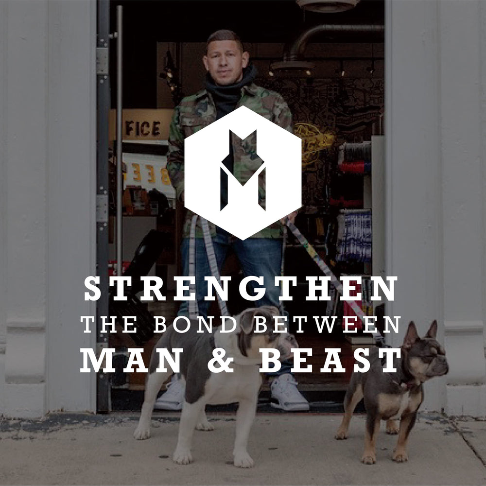 Harnais Wolfgang Man & Beast, design pratique et fiable pour chiens actifs