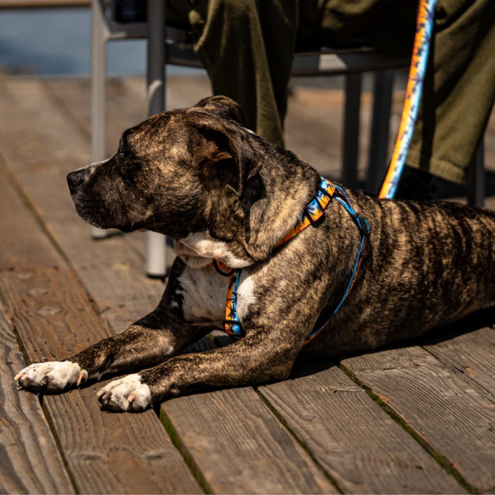 Harnais Wolfgang avec traction maximale pour chiens forts