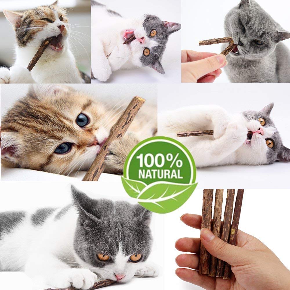 WoLover bâtons cataire-verveine argentée chat explorant et mordillant: stimulation naturelle.