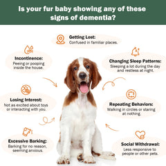 WOMRICH senior-chien-ingredients-chaga-criniere-lion-queue-dinde: mélange naturel pour la fonction cognitive.