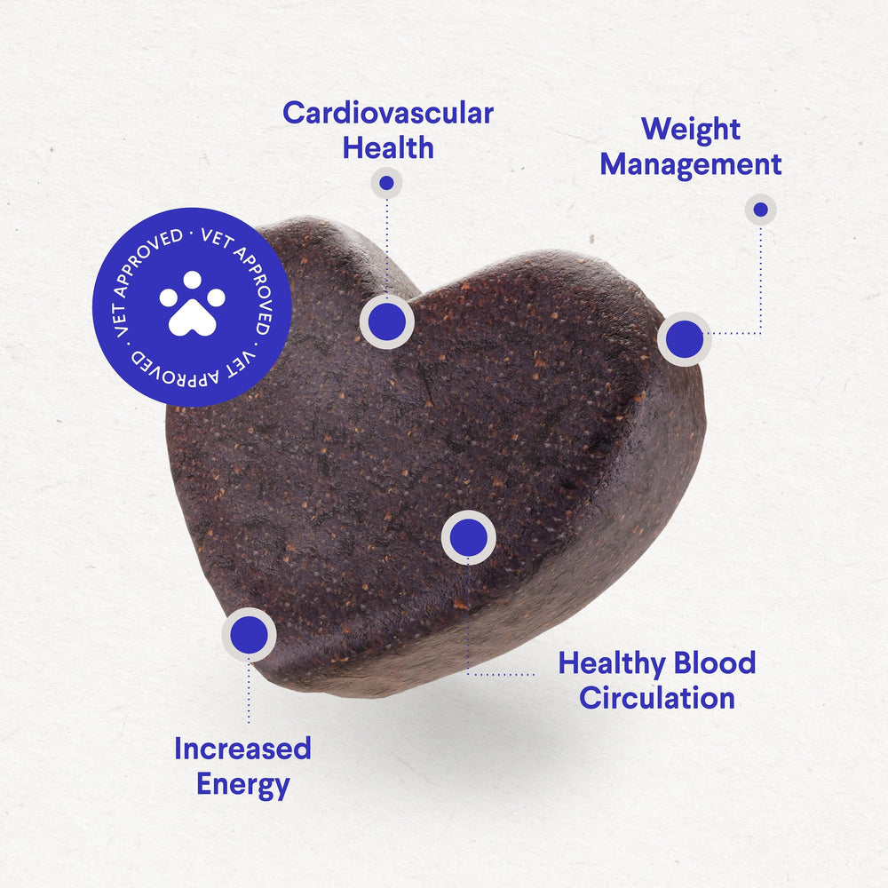 Chien actif avec Wonder Paws Cardio, énergie potentielle pendant les promenades
