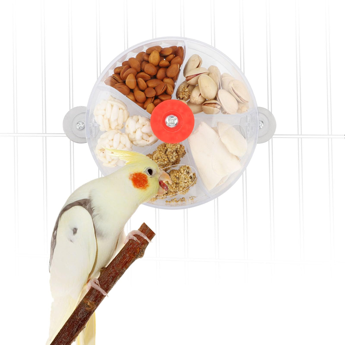 Wontee roue-forage-oiseaux transparente-face: compartiments visibles pour le choix alimentaire.