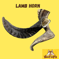 Woofley's Lamb Horn gros plan, texture naturelle et solide.