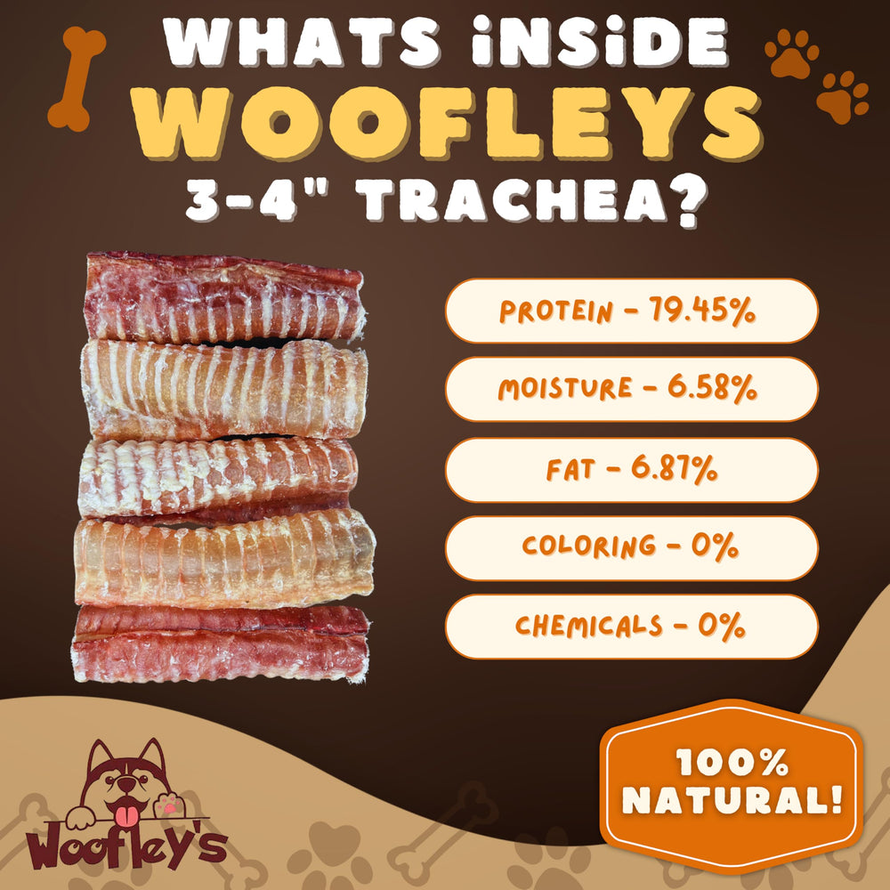 Woofley's trachée de bœuf chien en action, mastication sécurisée.