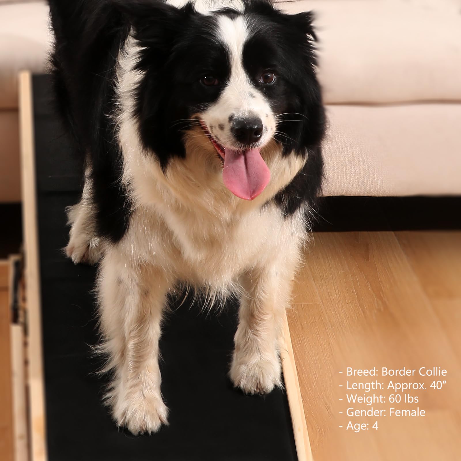 Woohoo Dog Ramp prête à l’emploi, montage non nécessaire.