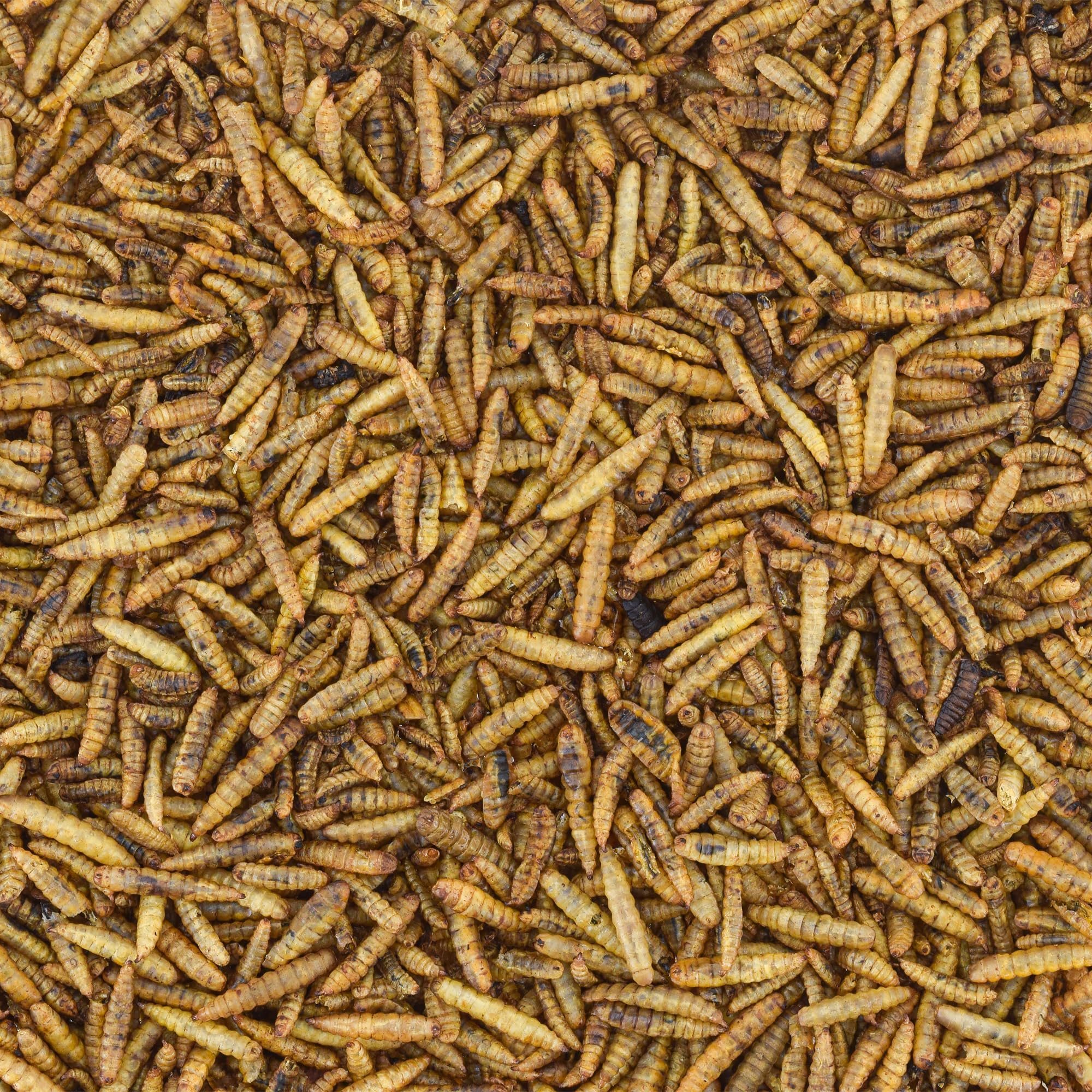 Worm Nerd WN64: riches protéines et calcium, idéal pour reptiles et poissons.