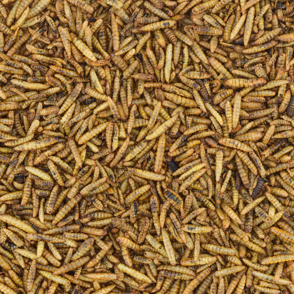 Worm Nerd WN64: riches protéines et calcium, idéal pour reptiles et poissons.