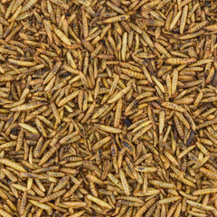 Worm Nerd WN64: riches protéines et calcium, idéal pour reptiles et poissons.