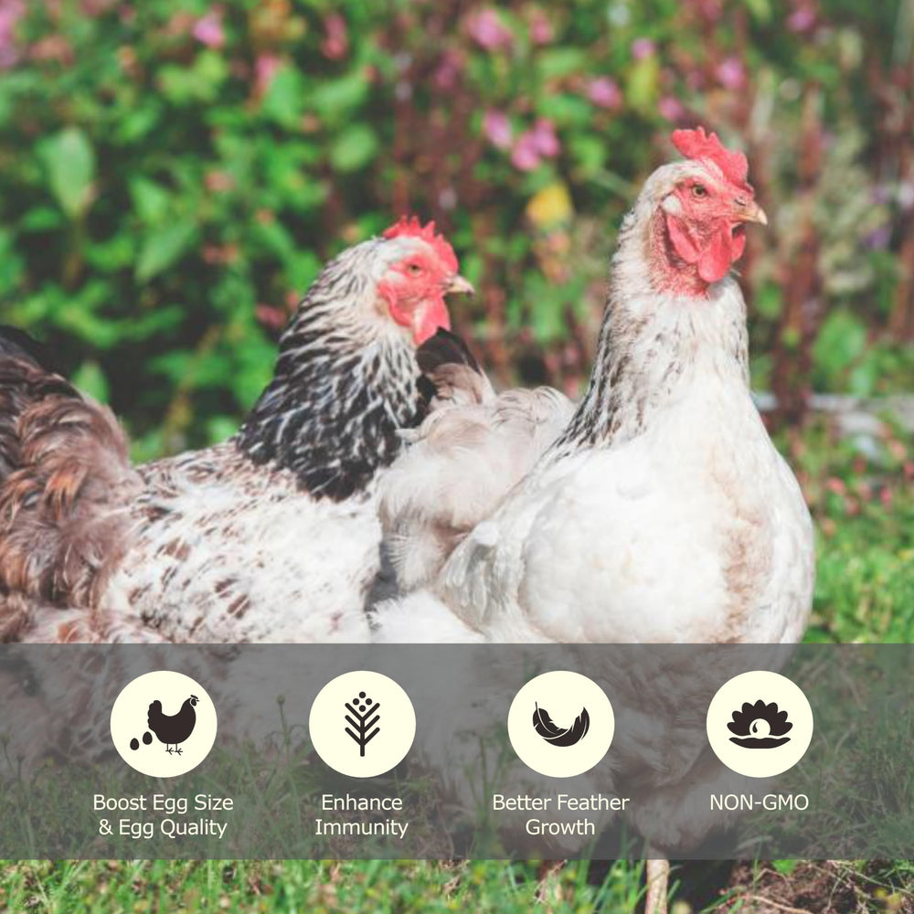 WORMSKING alimentation volailles et oiseaux protéine et énergie